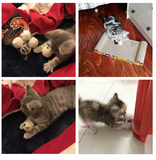 4 Balls Interactive Cat Toy Offer