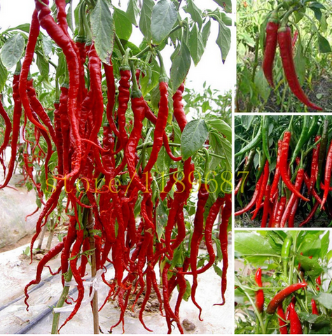 Giant Spicy Pepper Seeds