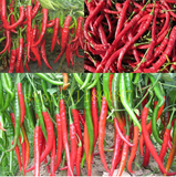 Giant Spicy Pepper Seeds